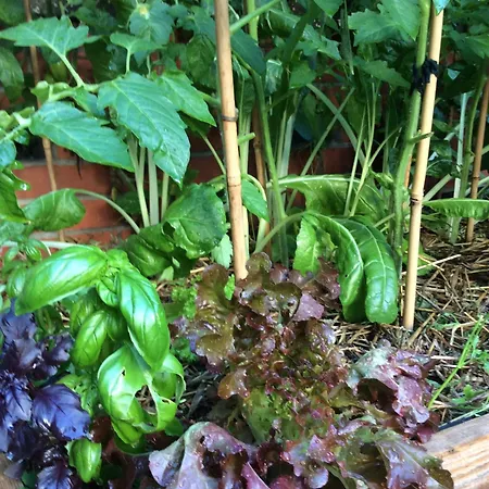 W Domu Z Ogrodem W Milanowku * Milanówek