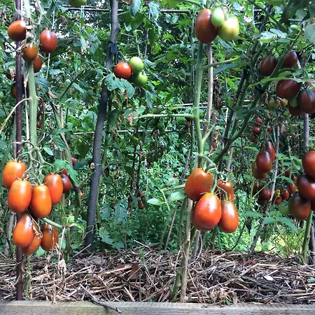 W Domu Z Ogrodem W Milanowku Apartman